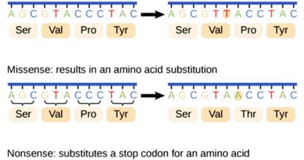 What Are Mutations and How Can They Affect Proteins