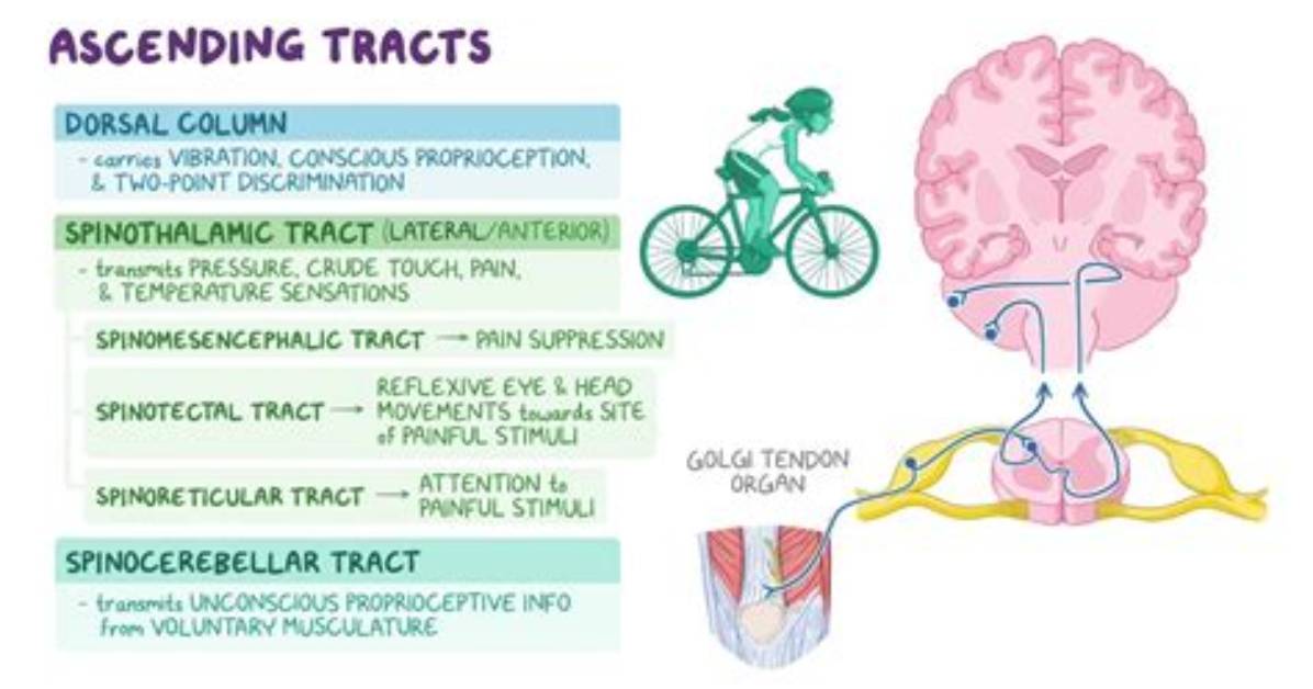 What Are Nerve Tracts? | Contextresponse. Com