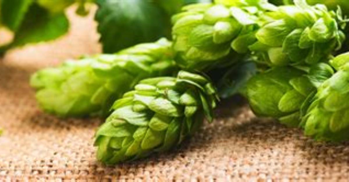 What Are Nugget Hops
