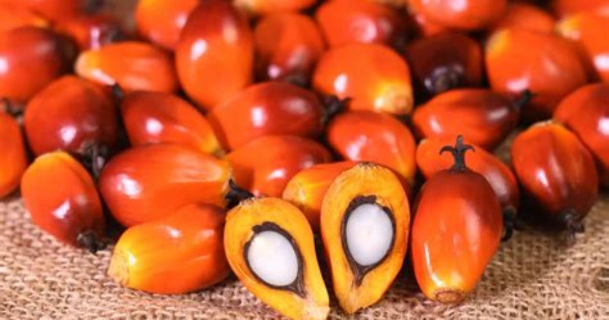 What Are Palm Nuts