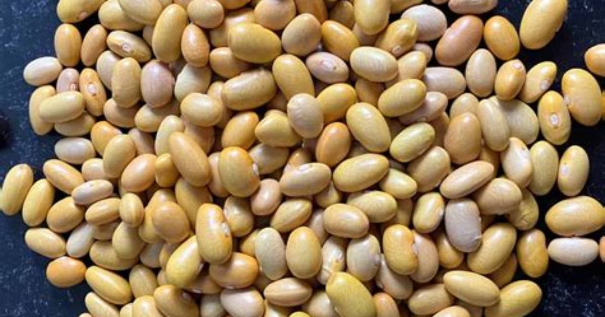 What Are Peruano Beans