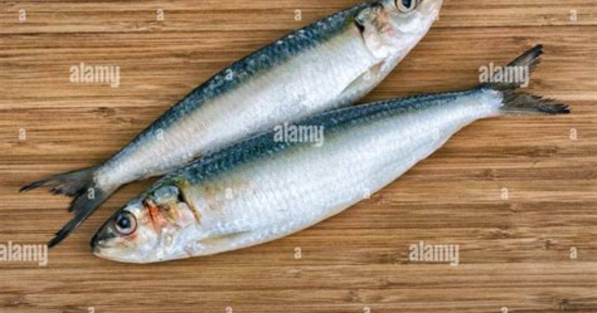 What Are Pilchards Good for?