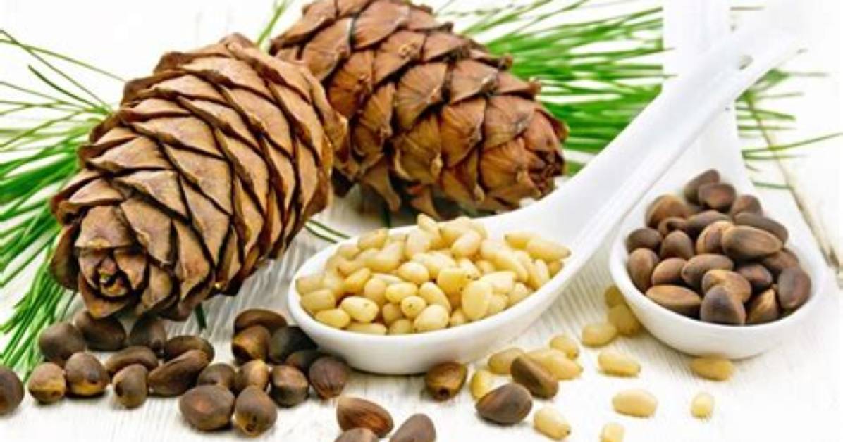 What Are Pine Nuts?