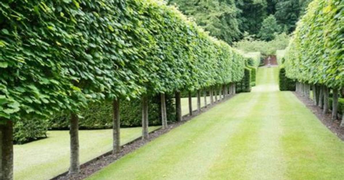 What Are Pleached Lime Trees?