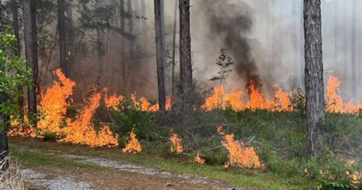 What Are Prescribed Fires - Lisbd-Net. Com