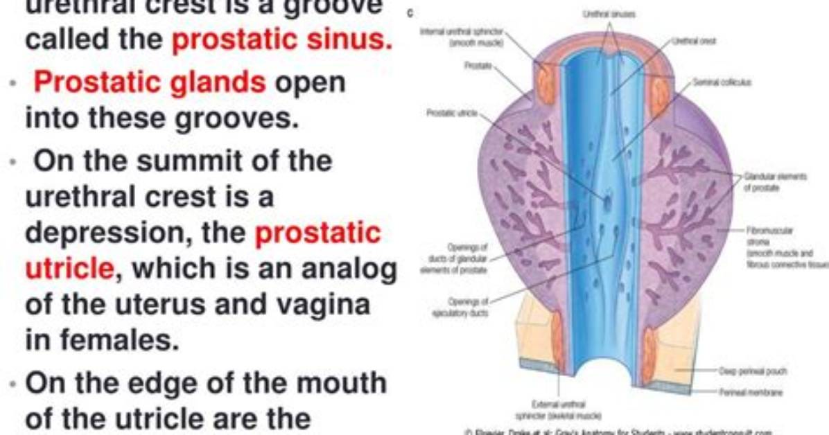 What Are Prostatic Ductules?