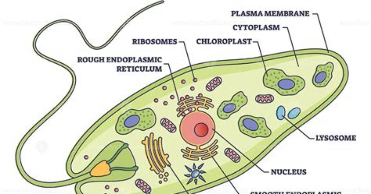 What Are Protist Cells
