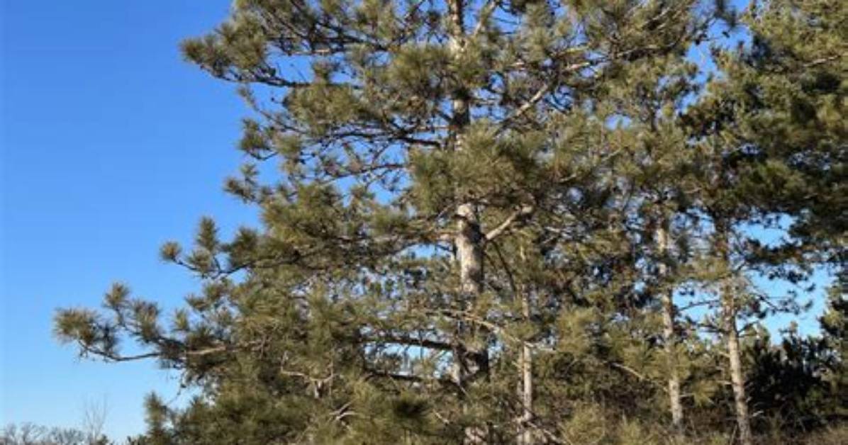 What Are Red Pine Trees Used For