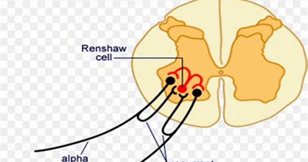 What Are Renshaw Cells? | Contextresponse. Com