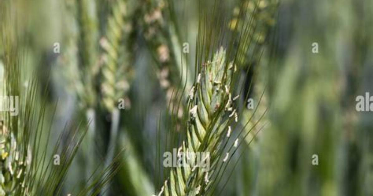 What Are Rye Spikelets?
