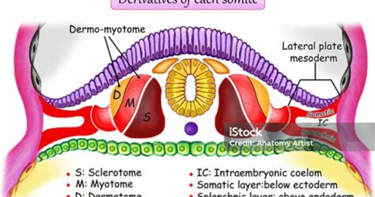 What Are Somites Function