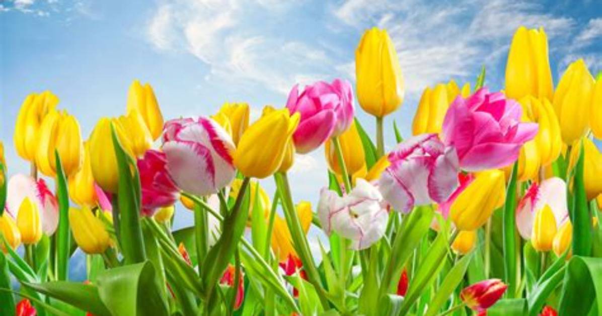 What Are Springtime Flowers?