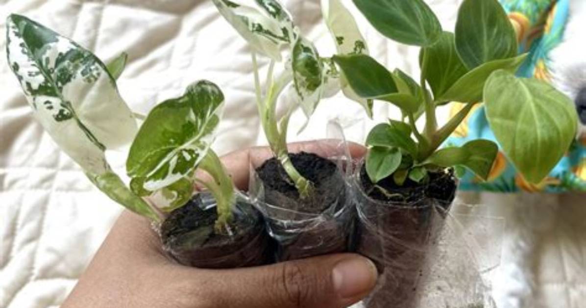 What Are Starter Plants