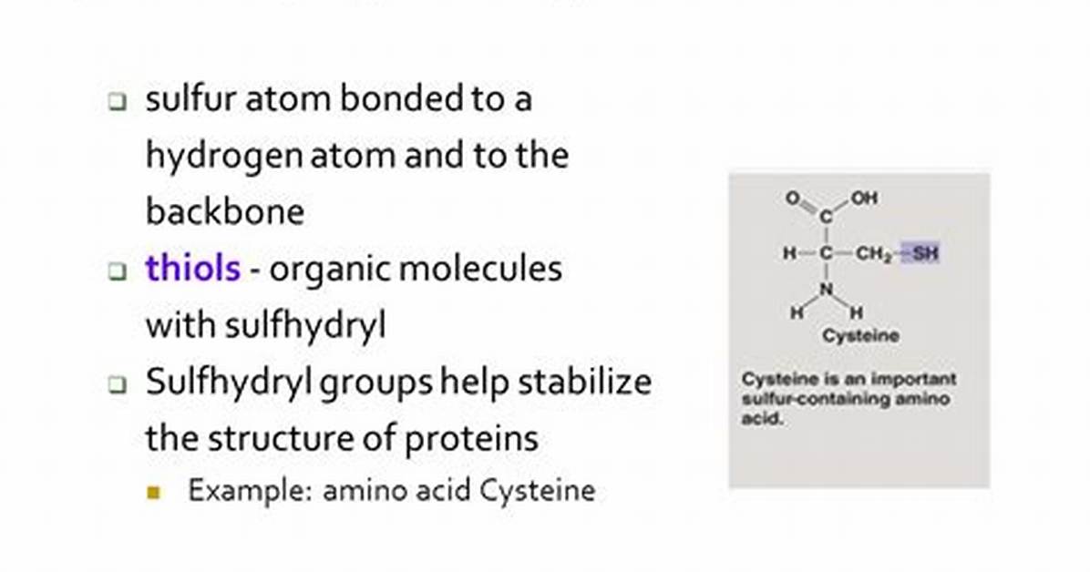 What Are Sulfhydryl Groups