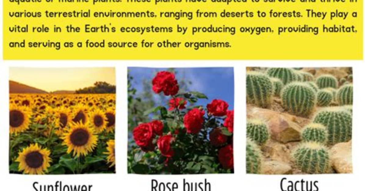 What Are Terrestrial Plants Examples