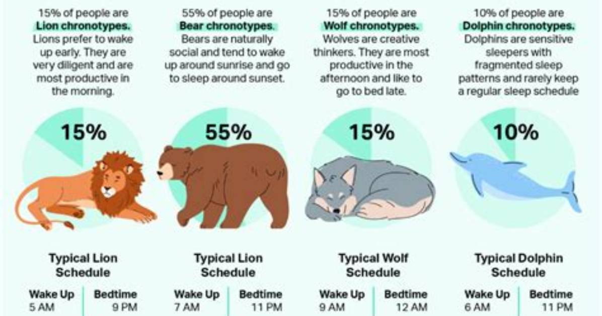 What Are the 4 Chronotypes