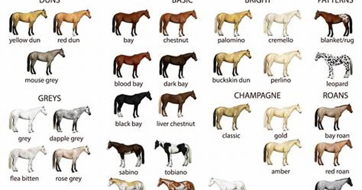 What Are the 5 Basic Horse Coat Colors