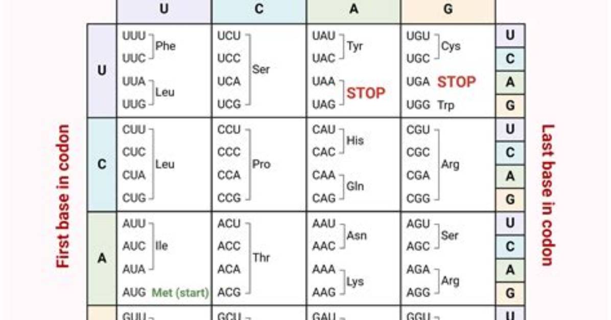 What Are the 5 Codons