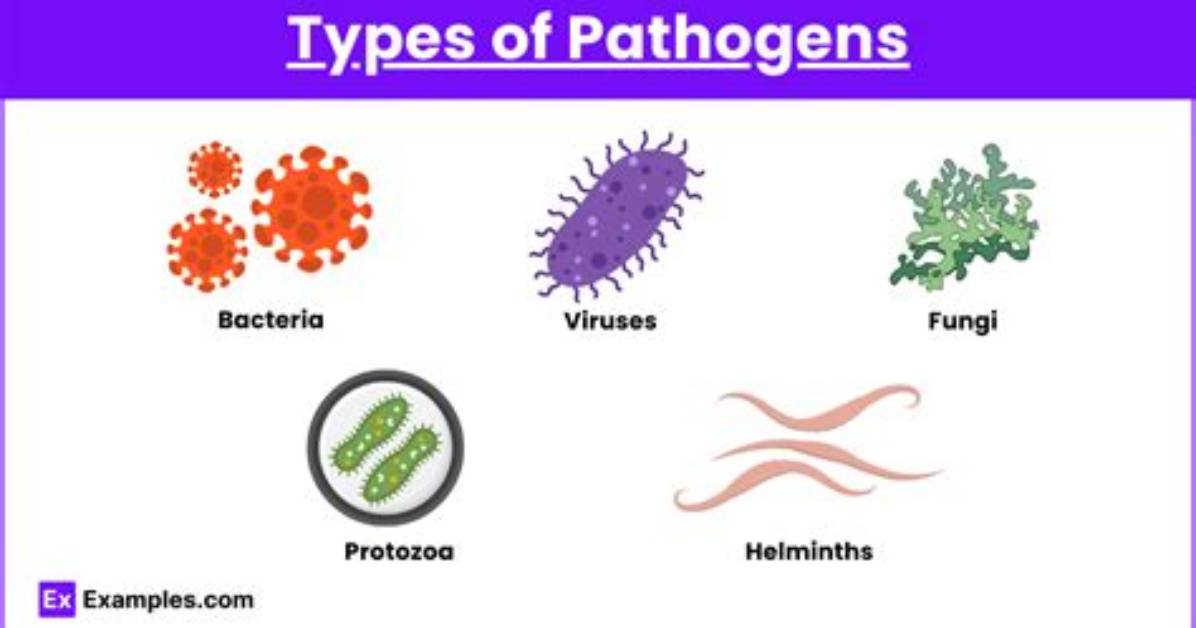 What Are the 5 Pathogens?