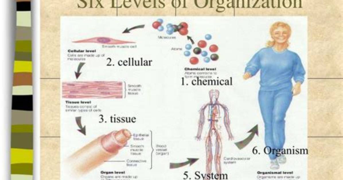 What Are the 6 Levels of Organization