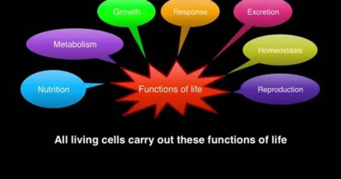 What Are the 7 Life Functions?
