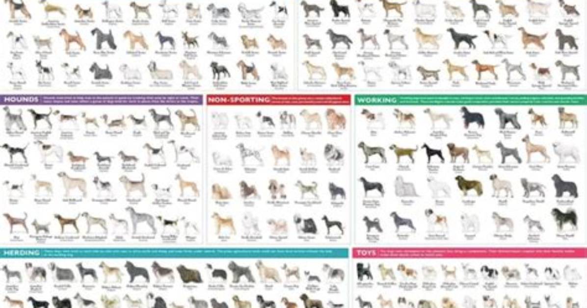 What Are the Akc Groups