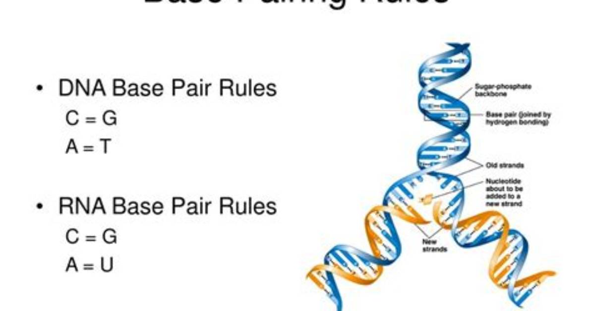 What Are the Base Pair Rules for Rna?