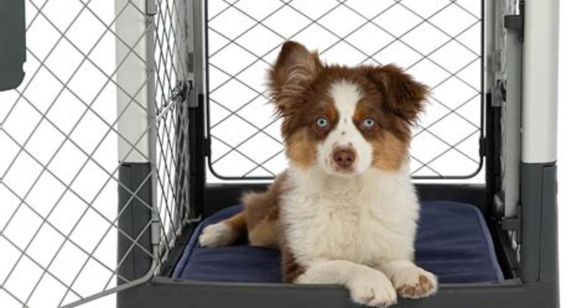 What Are the Best Crates for Dogs