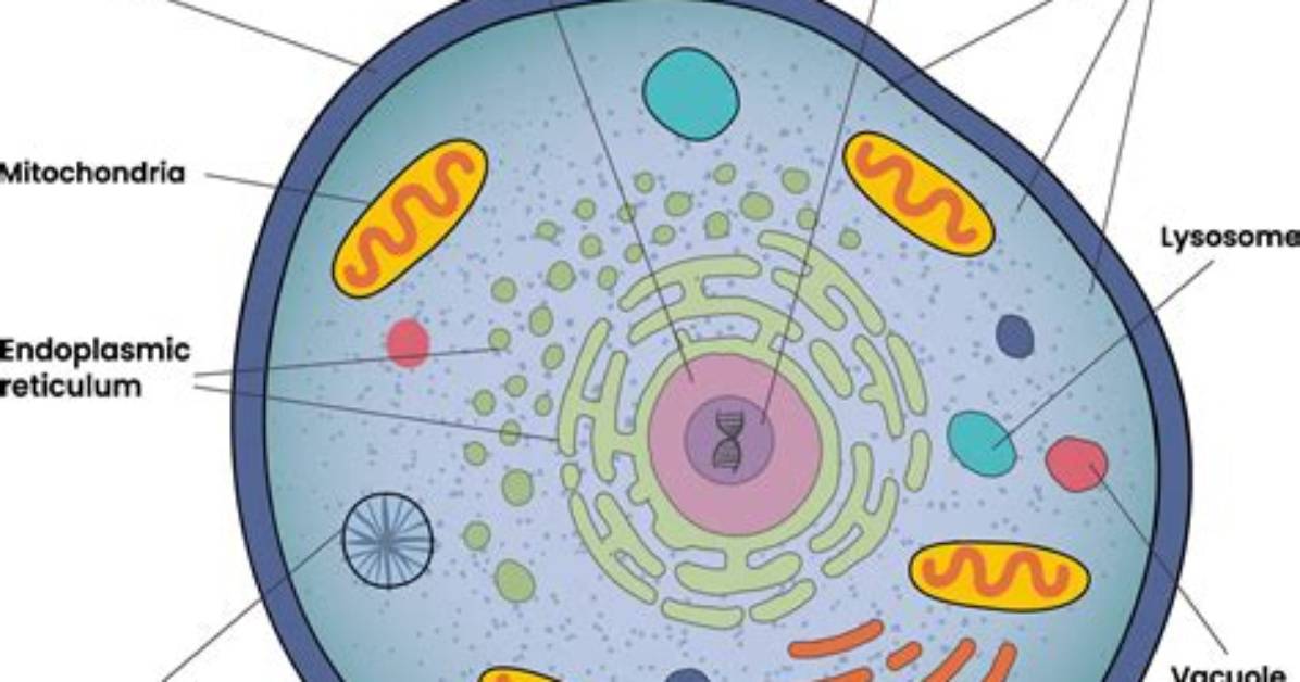 What Are the Cell Components