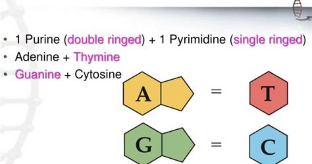 What Are the Complementary Base Pairs for Dna with mRNA?