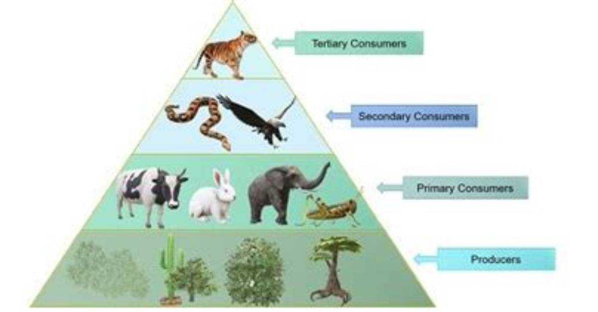 What Are the Differences Between Producers Consumers and Decomposers
