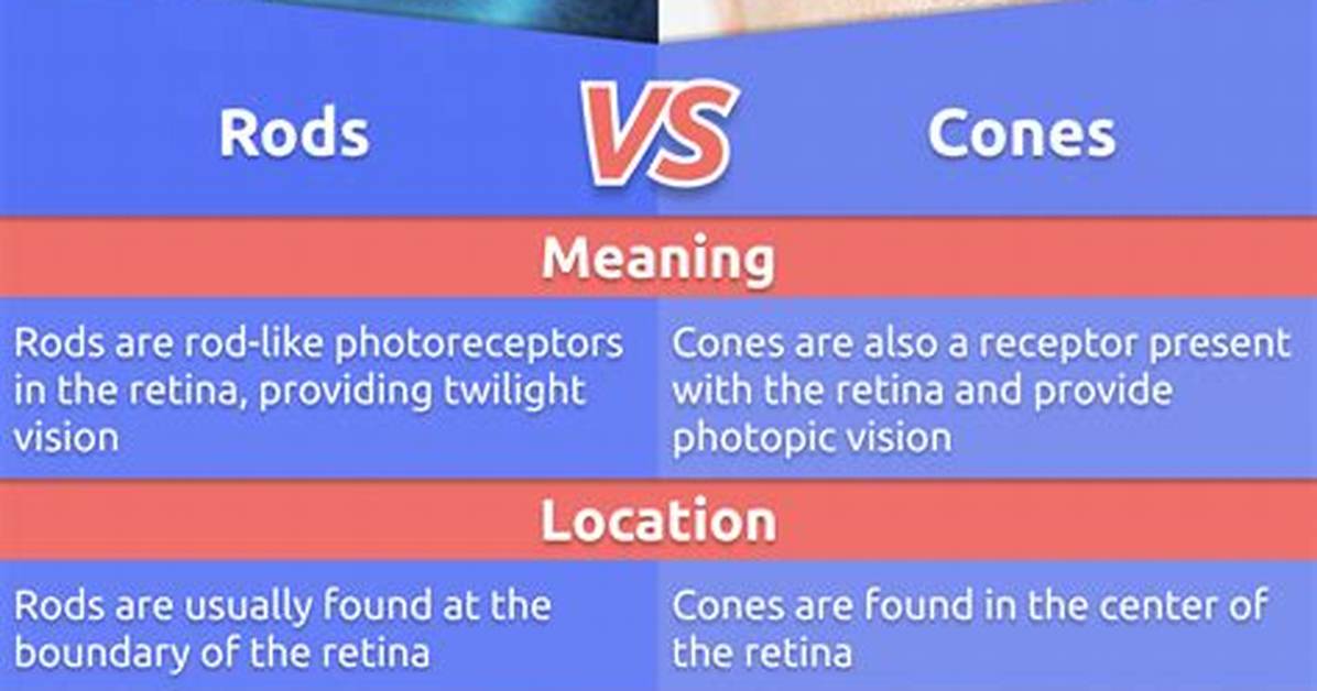 What Are the Differences Between the Eye and the Camera