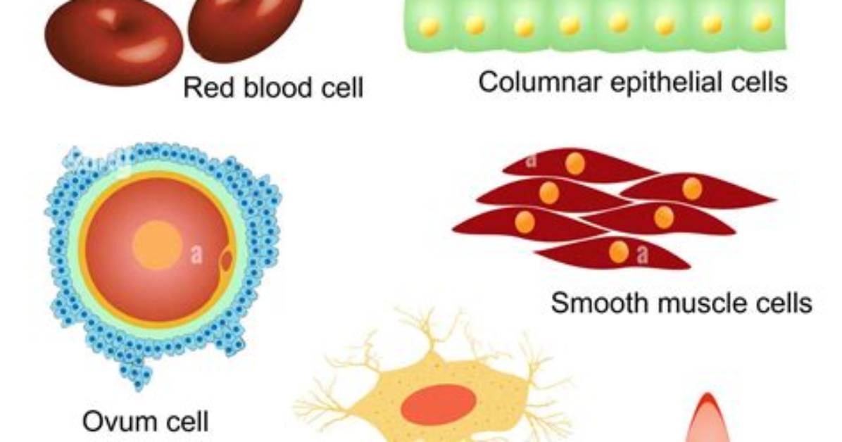 What Are the Different Cells in the Body