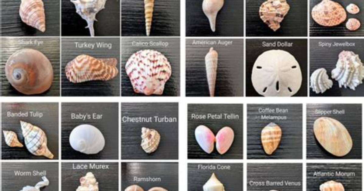 What Are the Different Shells Available in Unix?