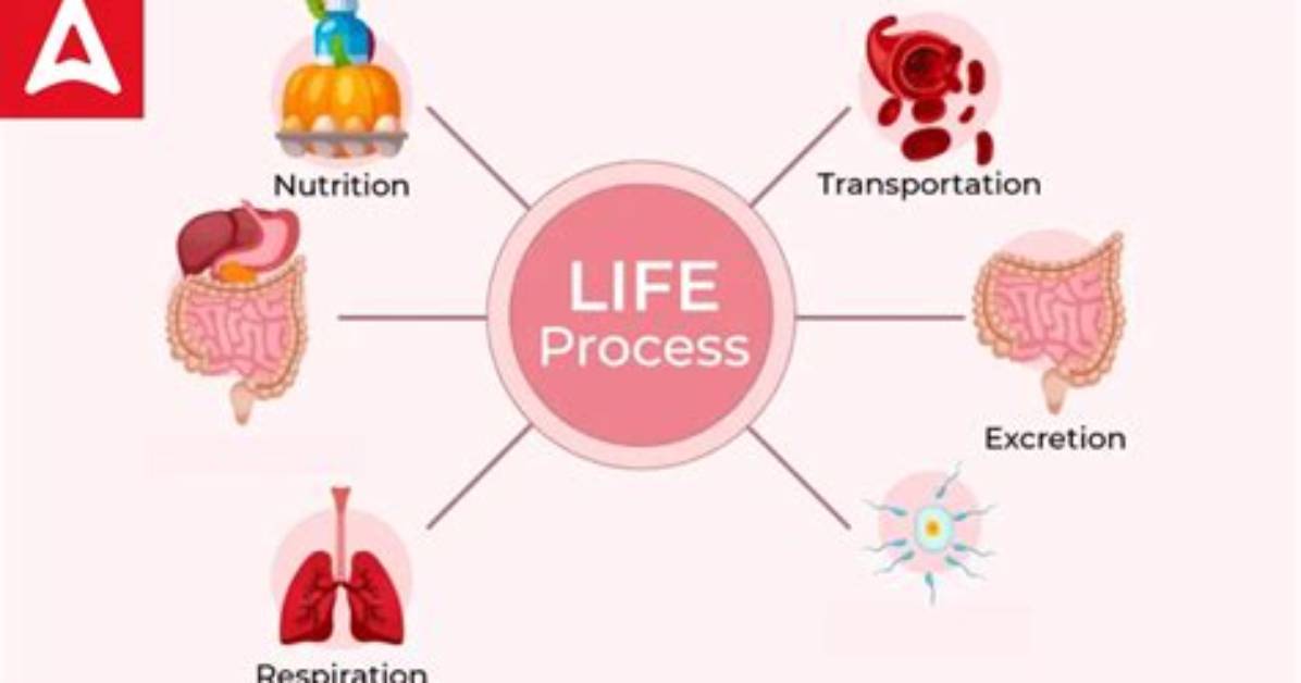 What Are the Life Processes