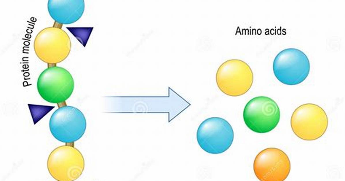 What Are the Proteases?