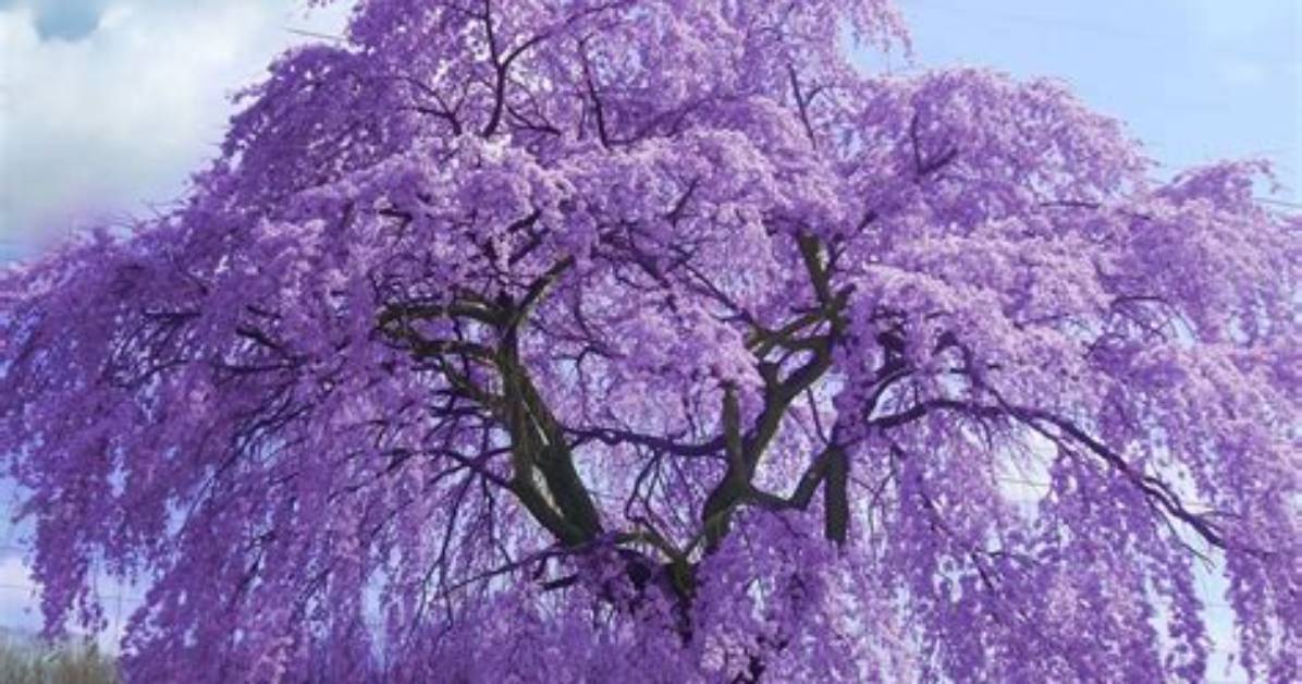 What Are the Purple Flowering Trees in Ohio?