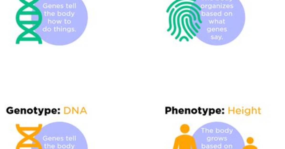What Are the Resulting Phenotypes
