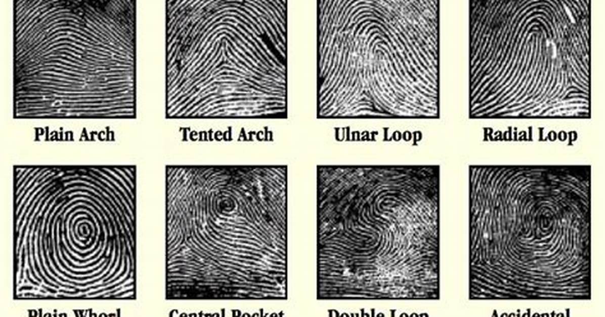 What Are the Seven Basic Fingerprint Patterns