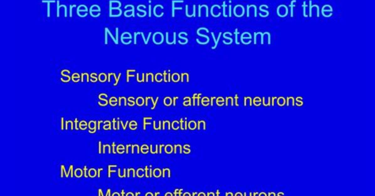 What Are the Three Basic Functions of an Operating System?