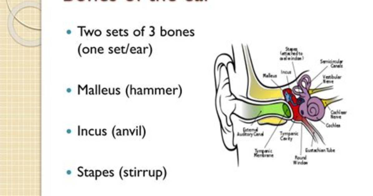 What Are the Three Small Bones in the Ear?