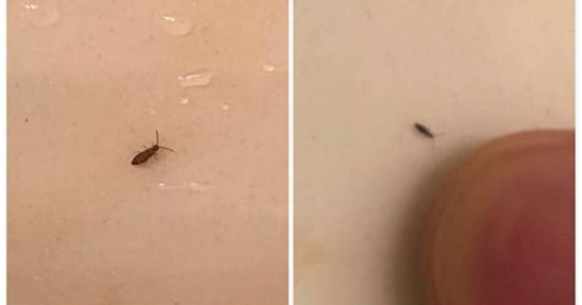 What Are the Tiny Bugs on My Windowsill?