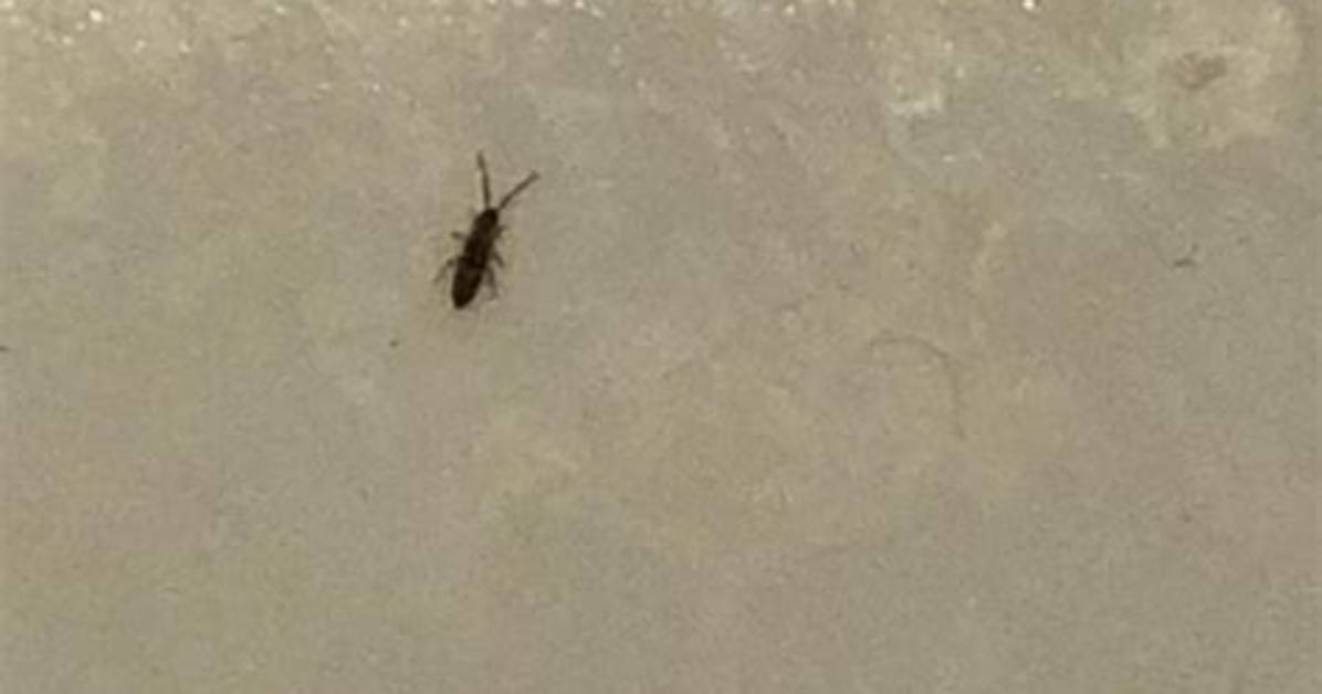 What Are the Tiny Grey Bugs on My Deck