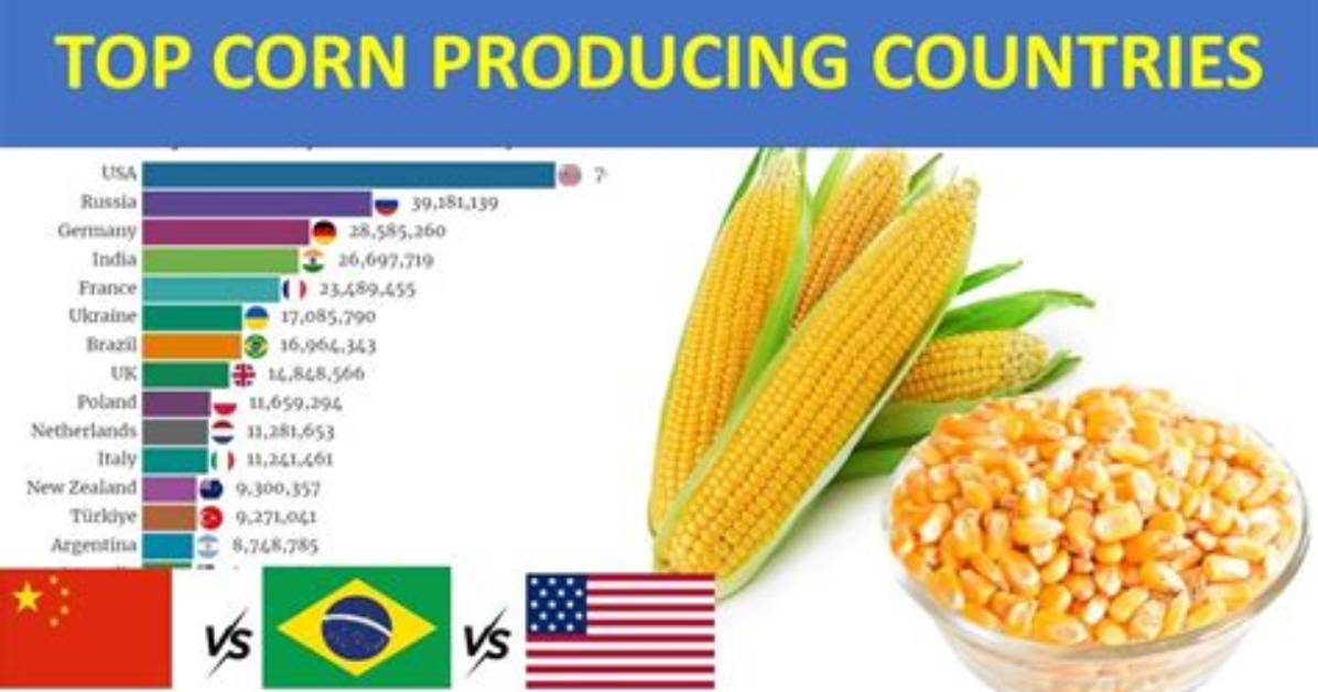 What Are the Top Corn Producing Countries?