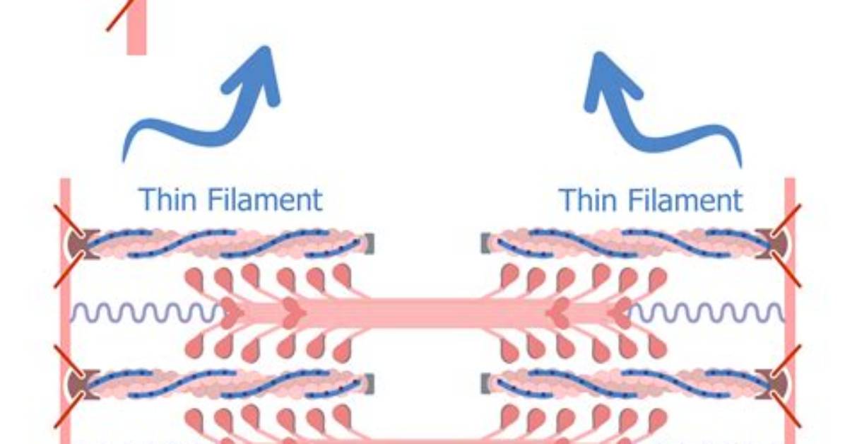 What Are Thin Filaments