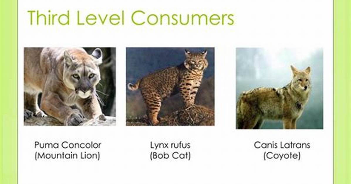 What Are Third Level Consumers