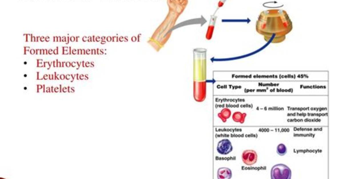 What Are Three Formed Elements in the Blood?