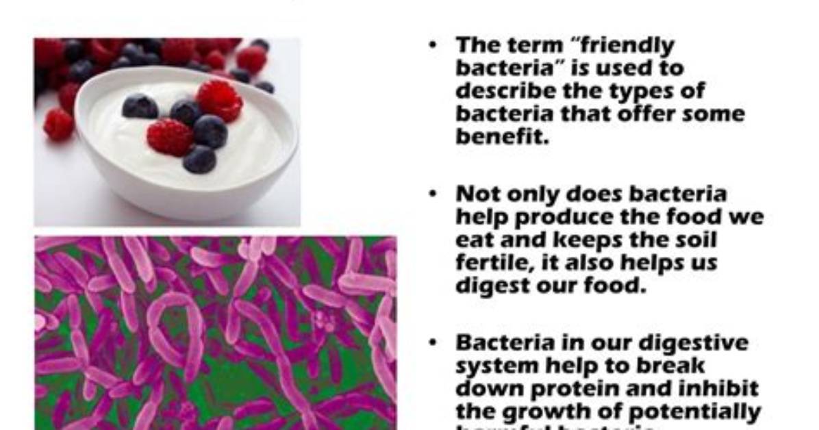 What Are Three Helpful Bacteria?