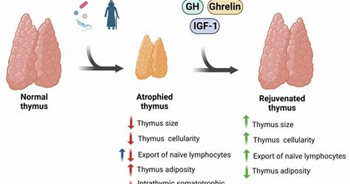What Are Thymic Hormones