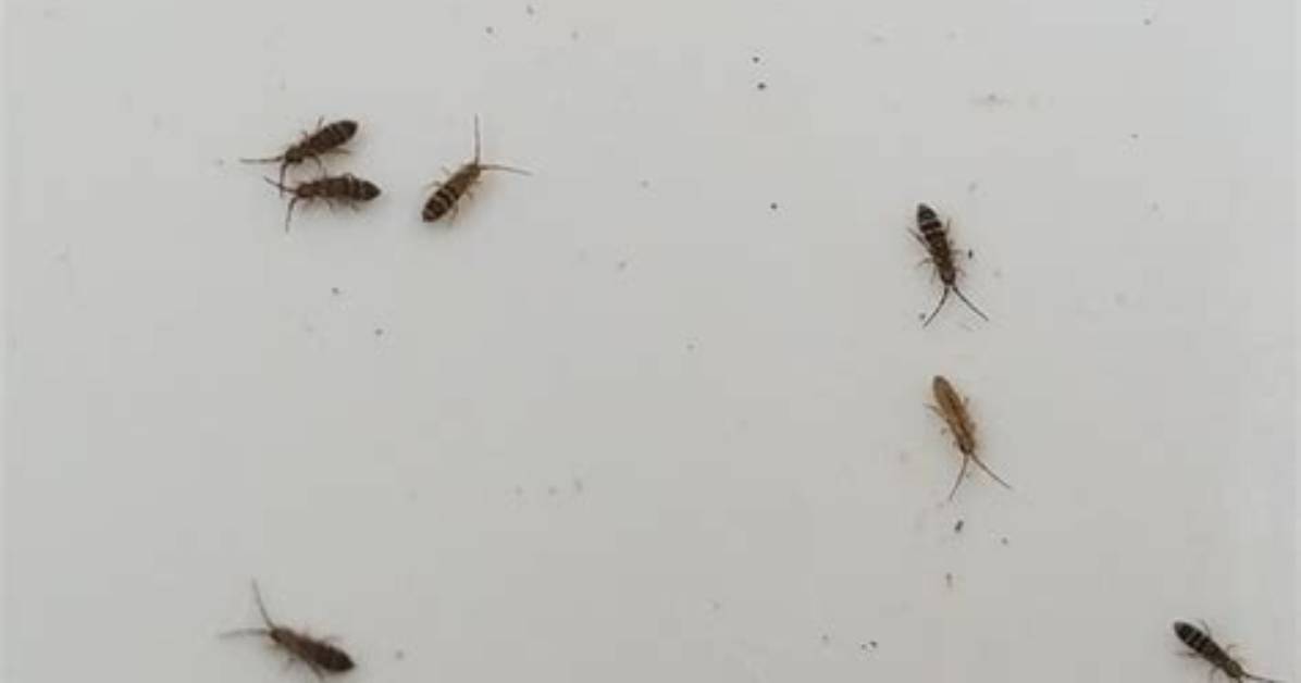 What Are Tiny Bugs That Jump
